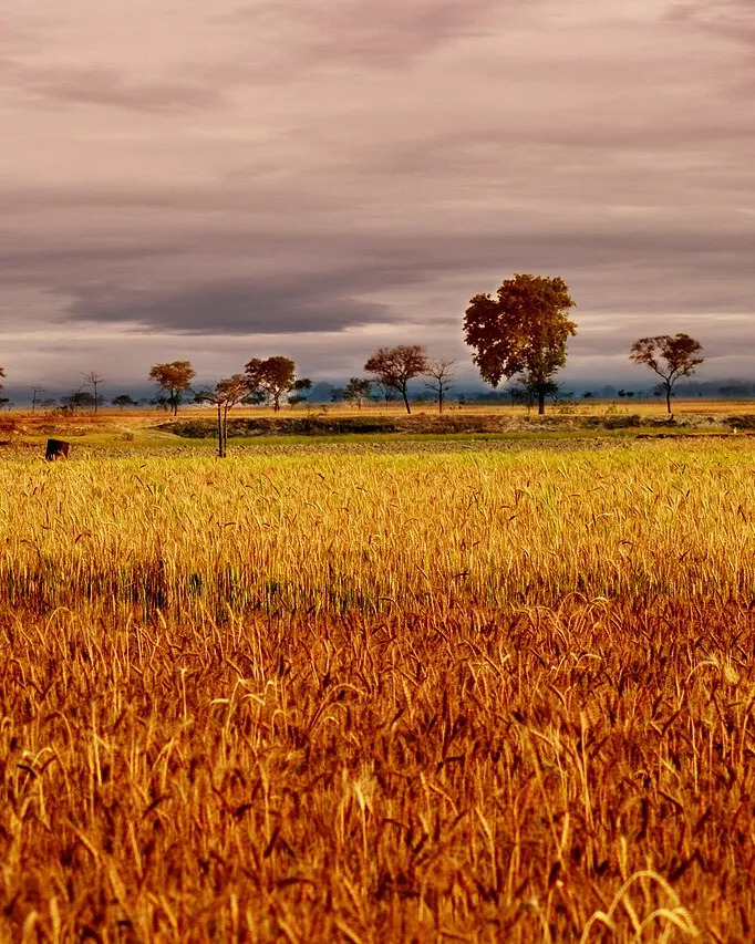 A field of ripe golden wheat under a cloudy sky: the wheat of Demeter.